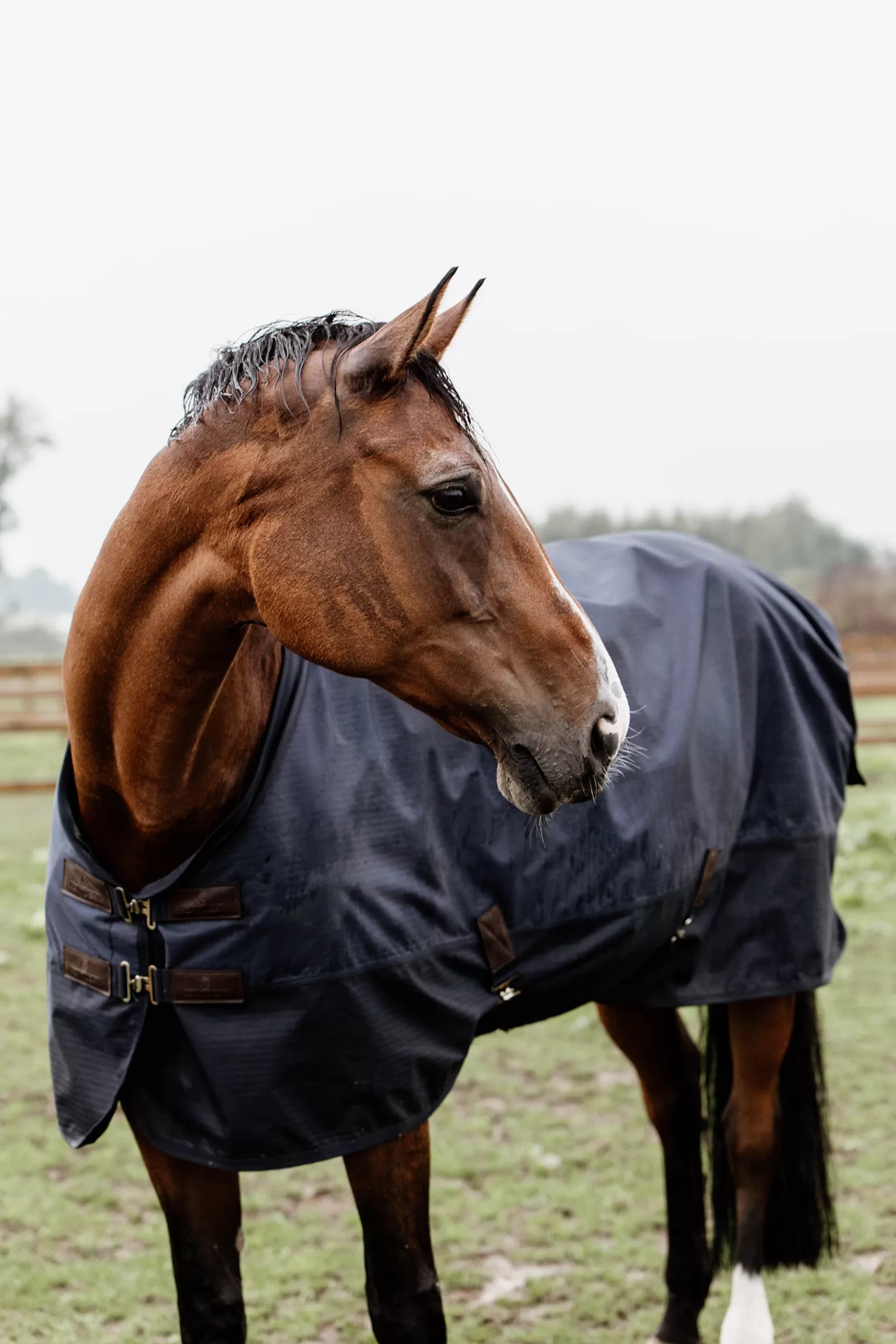 kentucky Horsewear Turnout Rug All Weather, 300G> Medium & Heavyweight Turnout Rugs