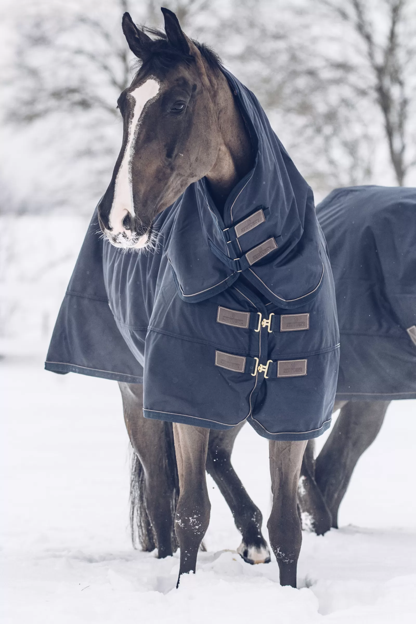 kentucky Horsewear Turnout Rug All Weather Waterproof Classic, 300G> Medium & Heavyweight Turnout Rugs