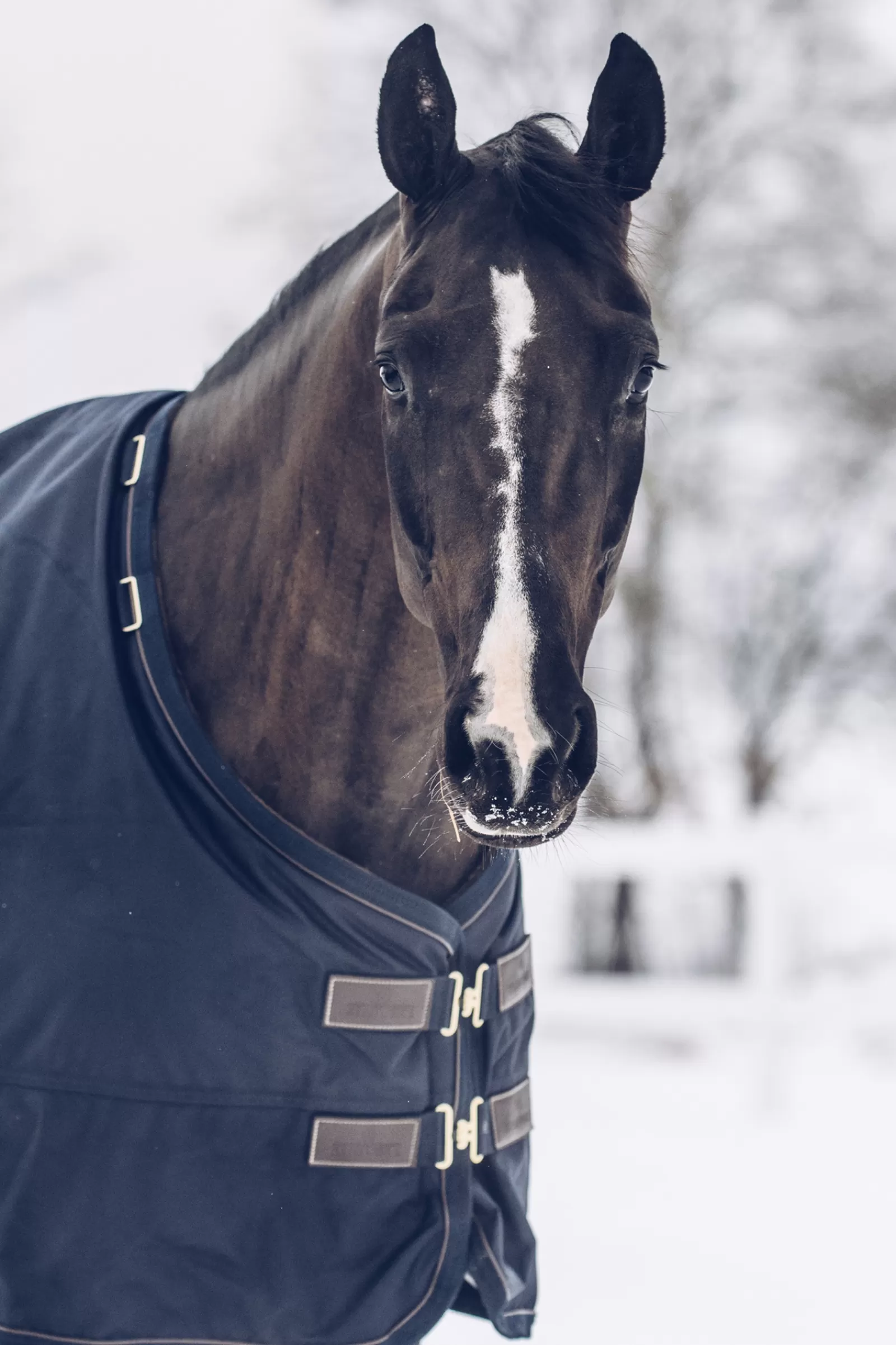 kentucky Horsewear Turnout Rug All Weather Waterproof Classic, 300G> Medium & Heavyweight Turnout Rugs