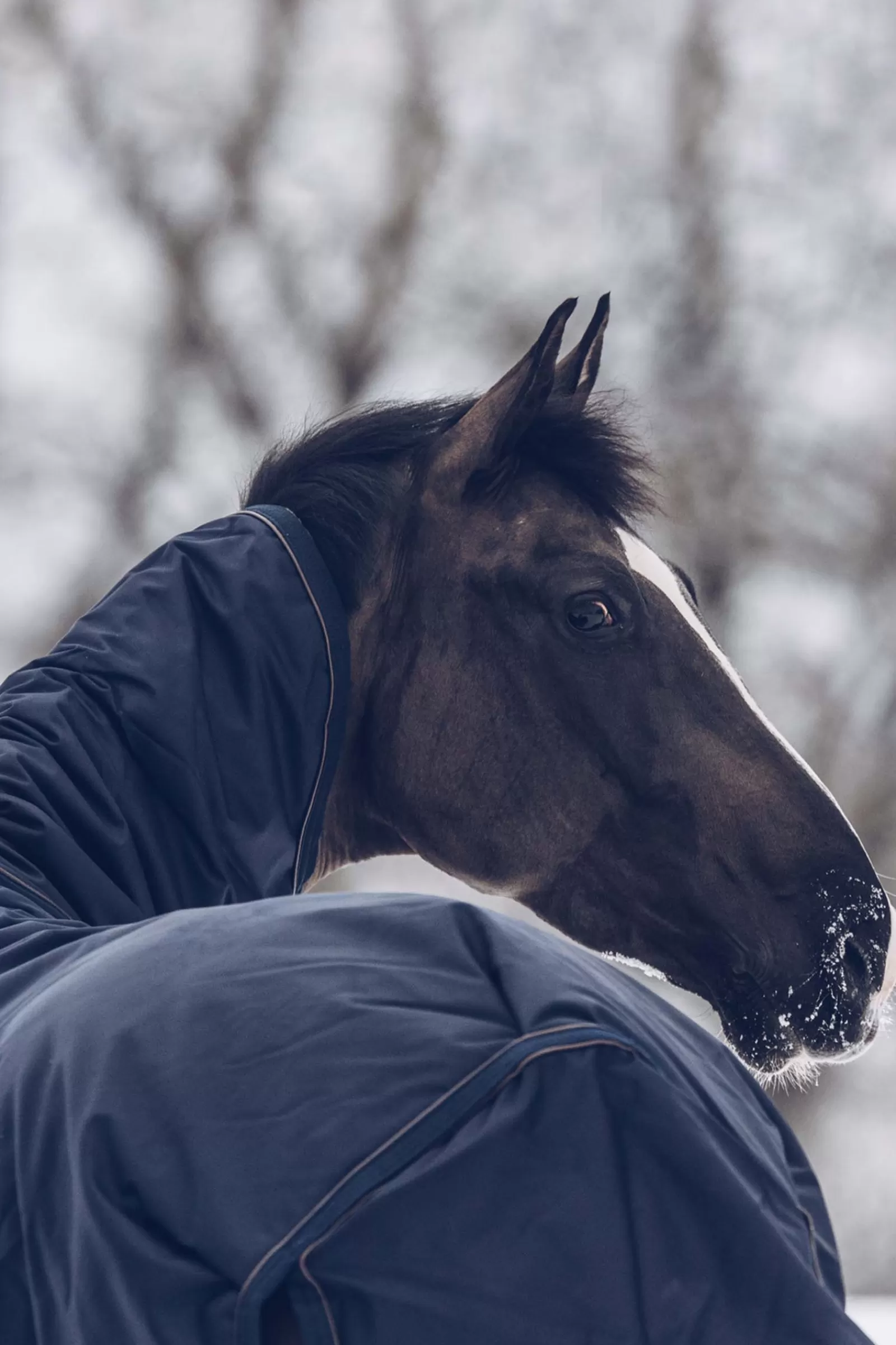 kentucky Horsewear Turnout Rug All Weather Waterproof Classic, 300G> Medium & Heavyweight Turnout Rugs