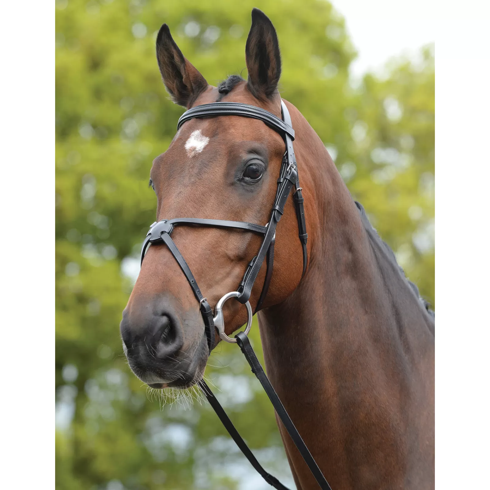 kincade Grackle Bridle Ii> Bridles & Nosebands