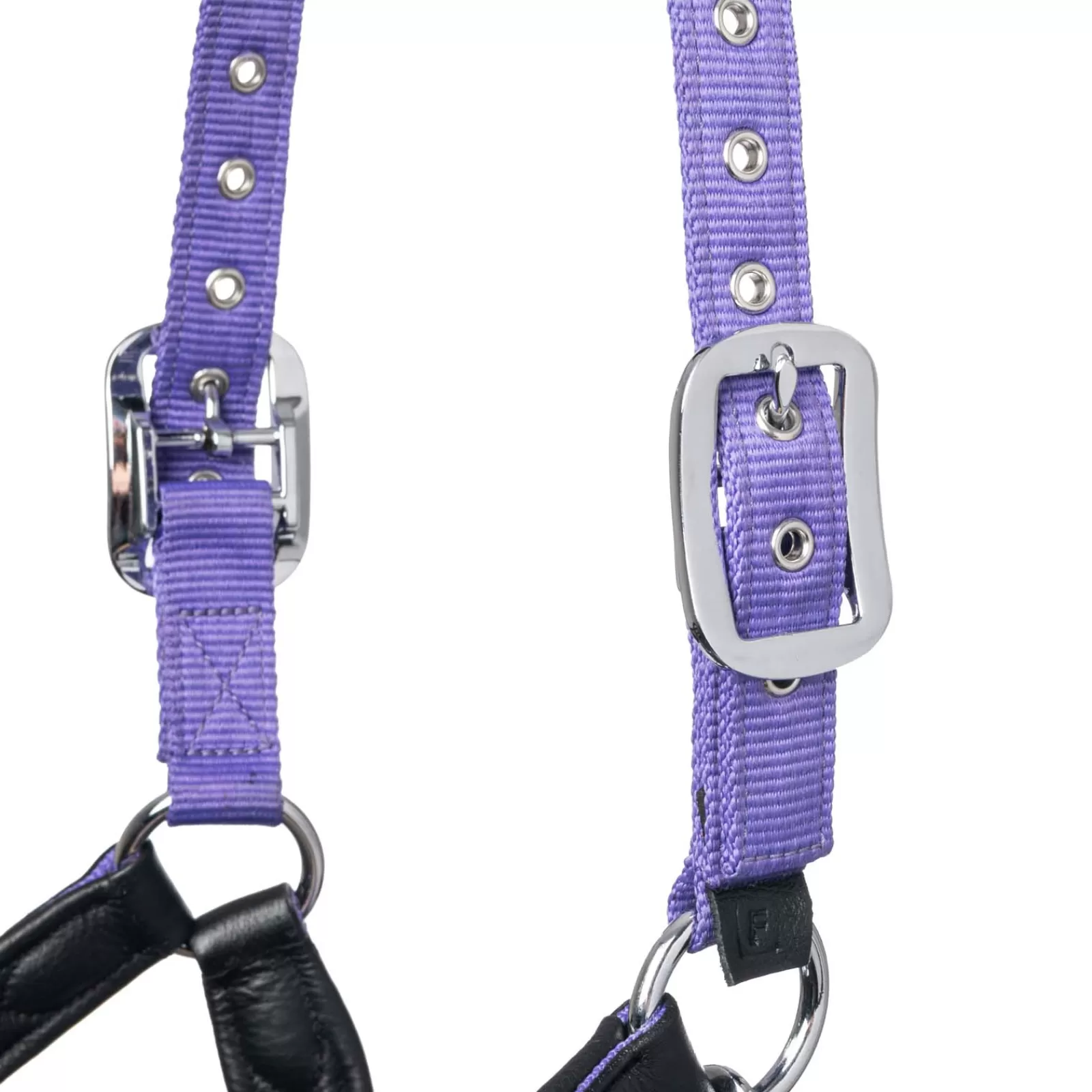 lemieux Capella Head Collars> Headcollars & Halters