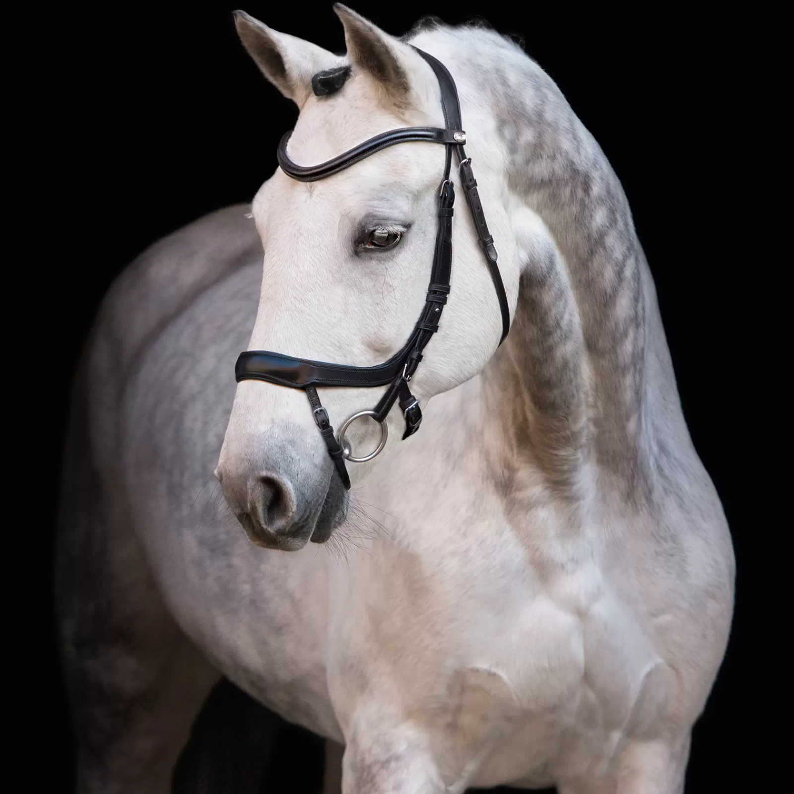 schockemohle Schockem Hle Equitus Alpha Bridle> Bridles & Nosebands