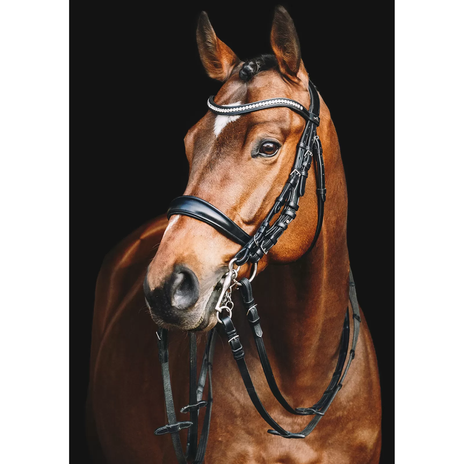 schockemohle Schockem Hle Equitus Gamma Double Bridle> Bridles & Nosebands