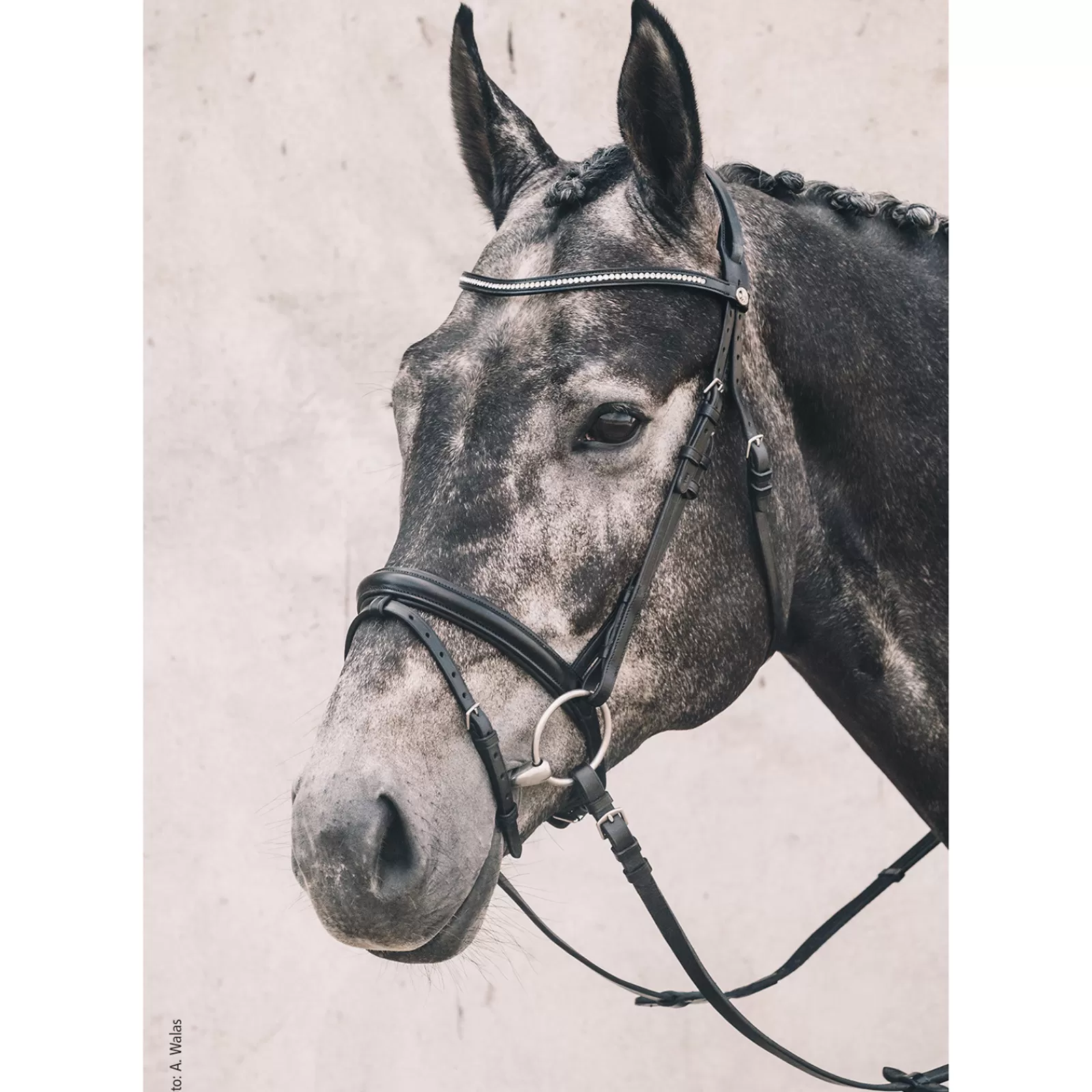 schockemohle Schockem Hle Oslo Bridle> Bridles & Nosebands