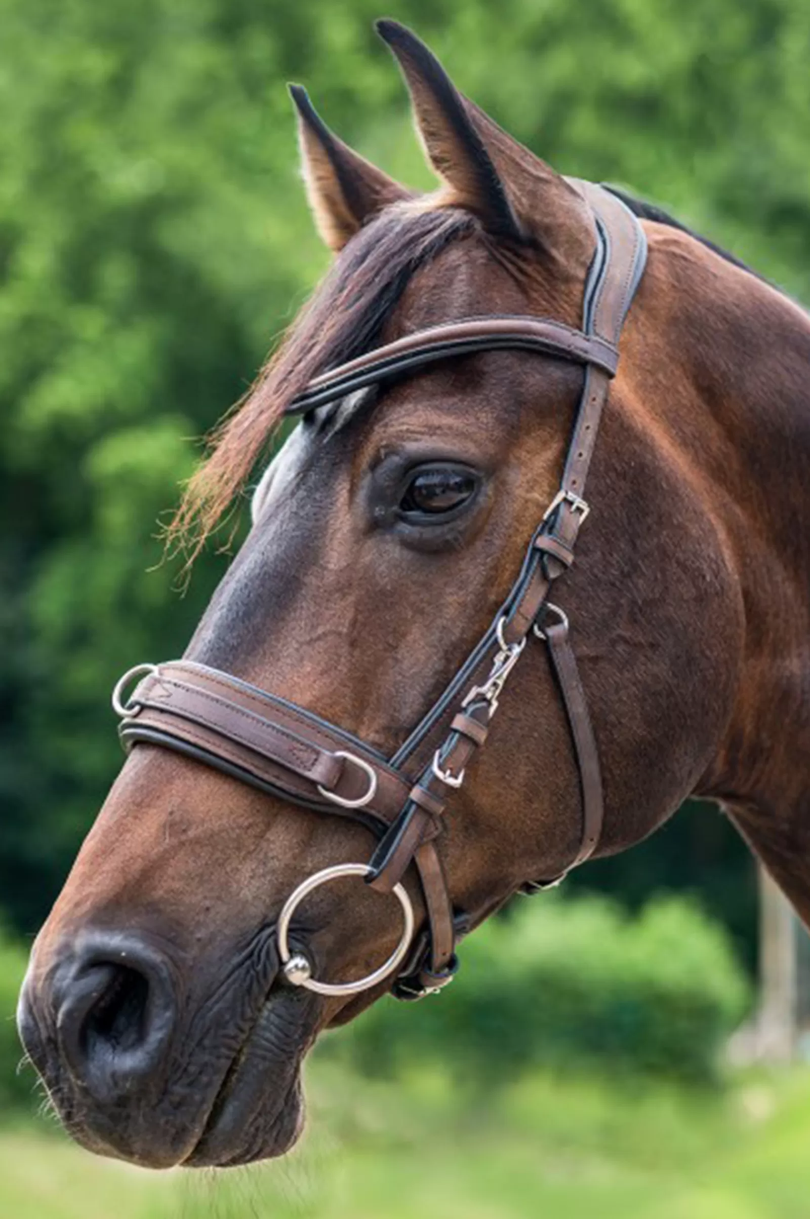 waldhausen Anatomic Cavesson> Lunging Cavessons