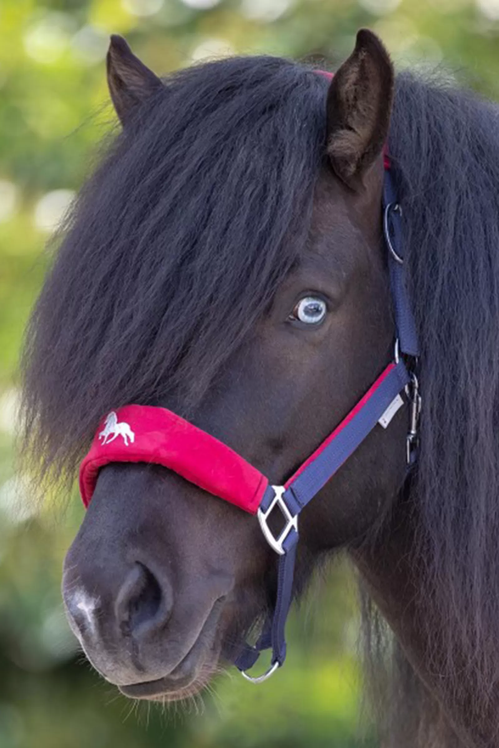 waldhausen Hellnar Icelandic Halter> Headcollars & Halters