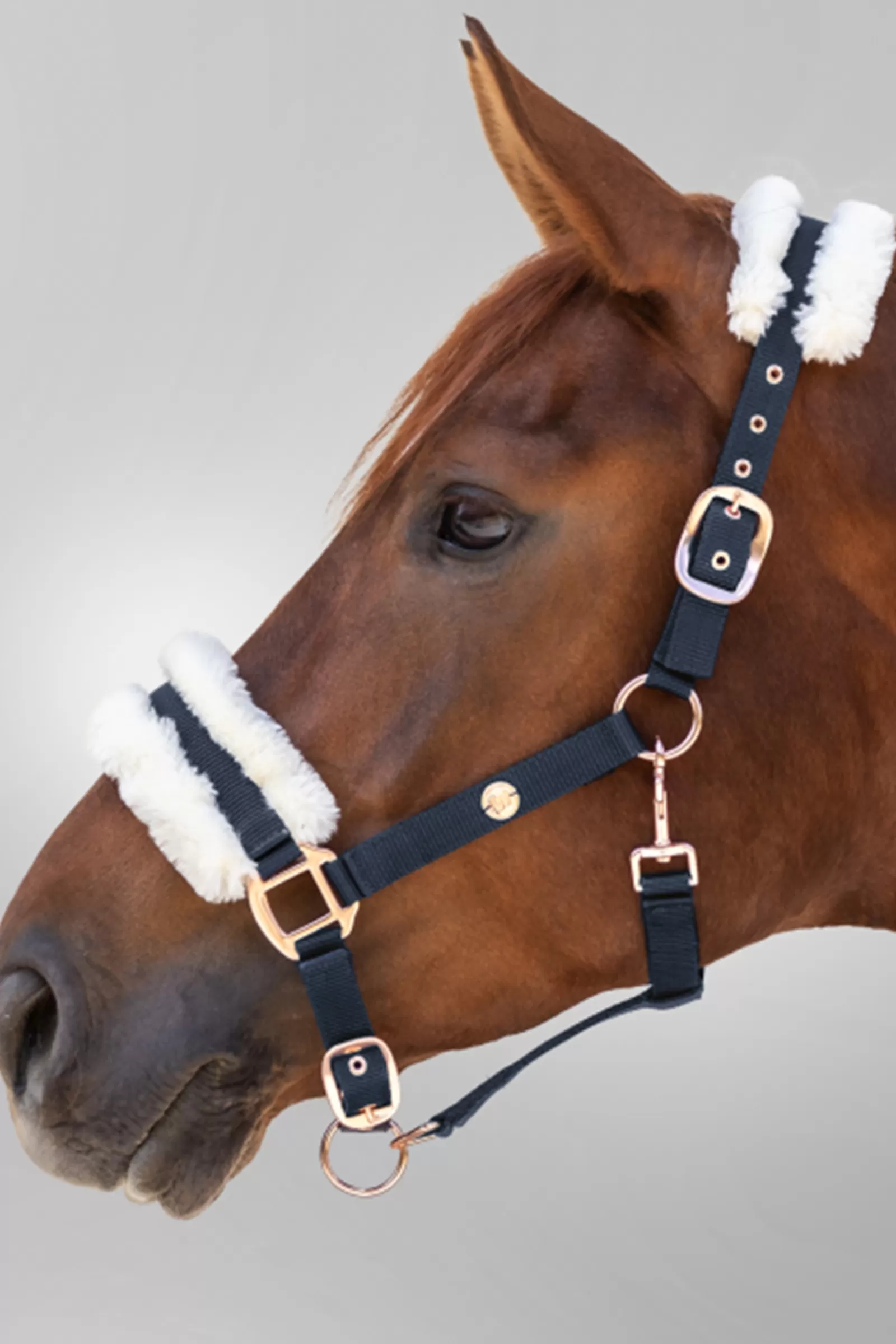 waldhausen Modern Ros Halter> Headcollars & Halters