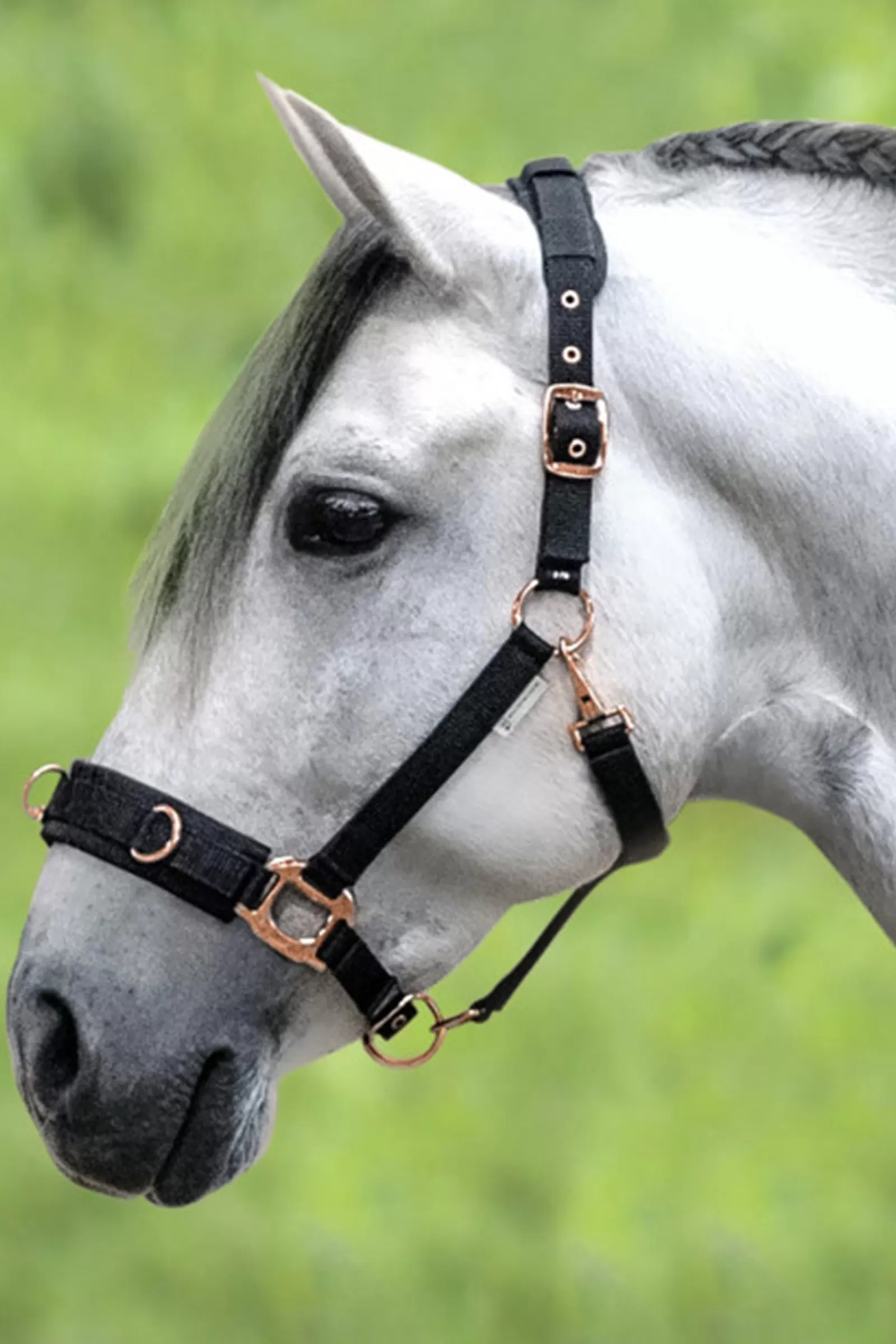 waldhausen Ros Lunging Halter> Lunging Cavessons