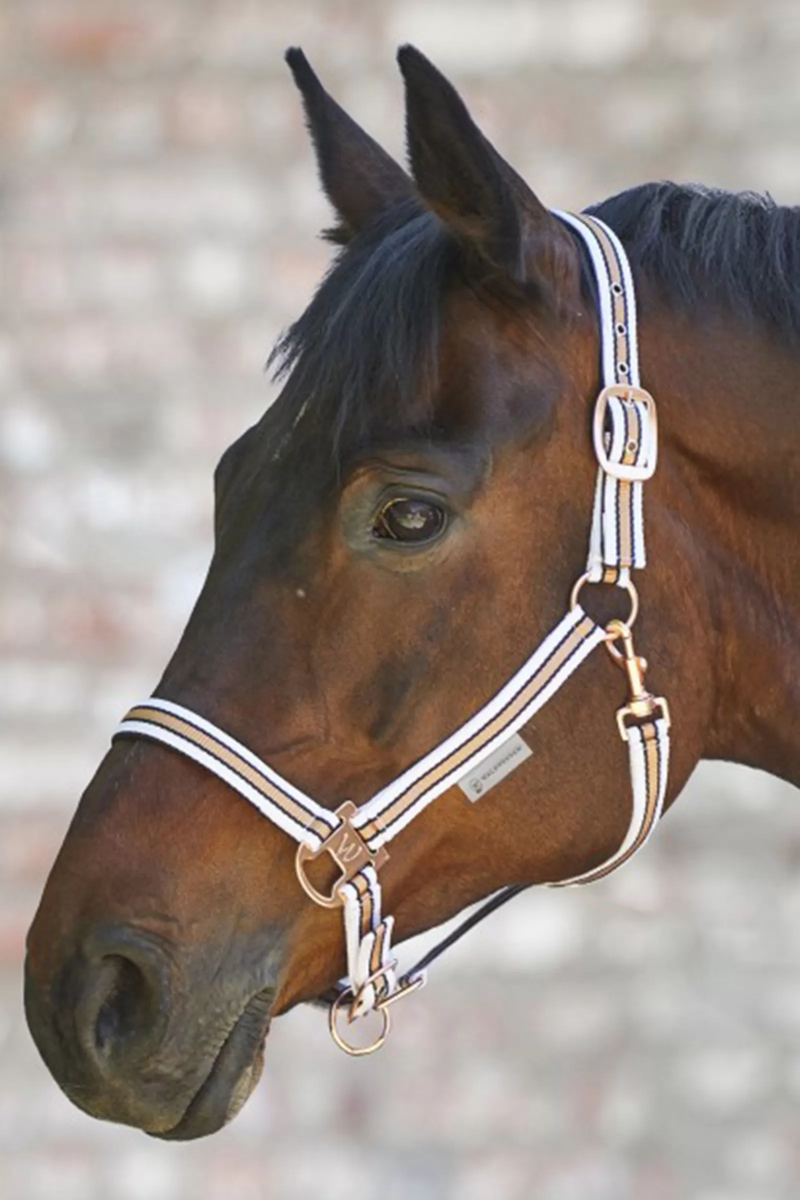 waldhausen Shine Halter> Headcollars & Halters