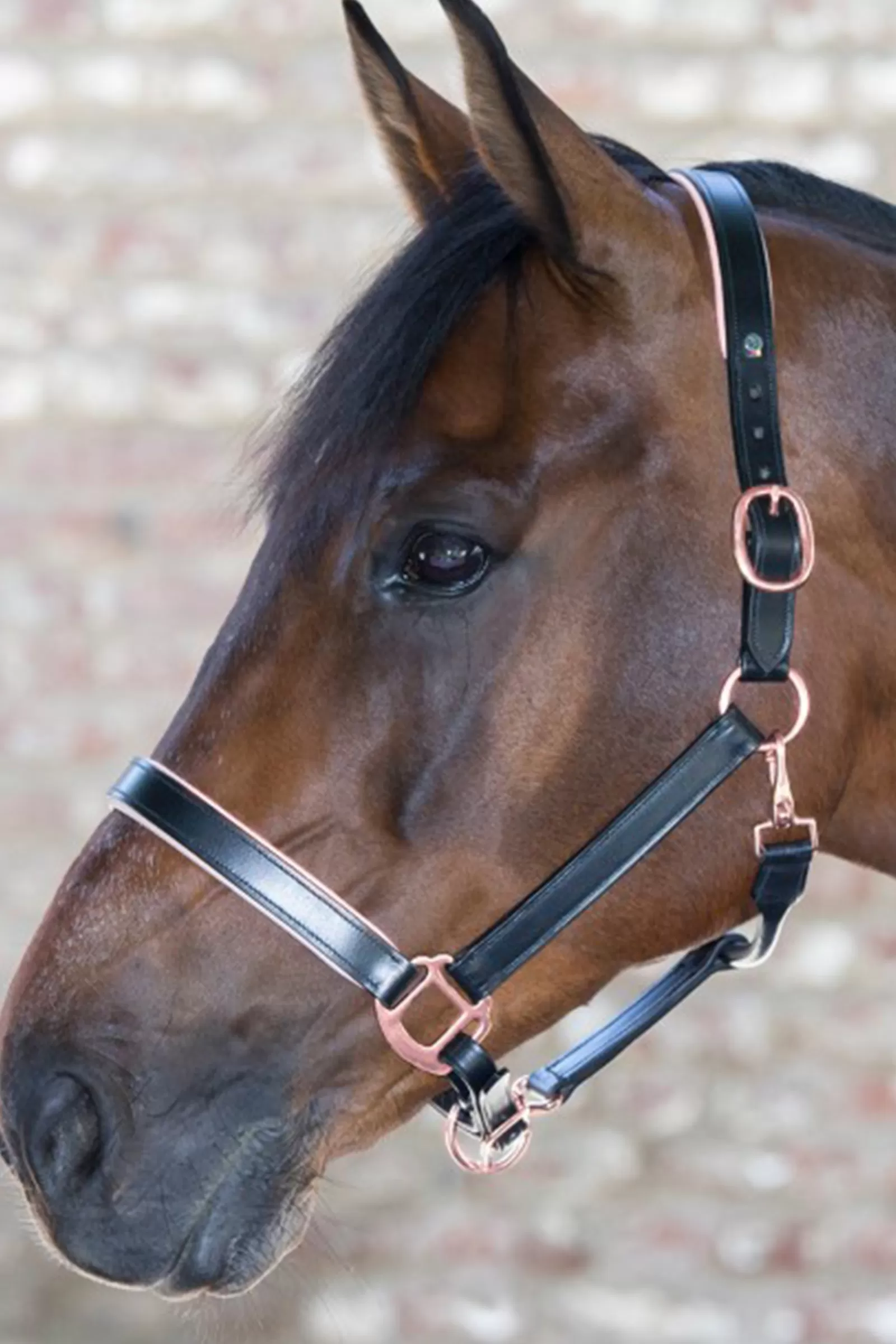 waldhausen X-Line Leather Halter Ros> Headcollars & Halters