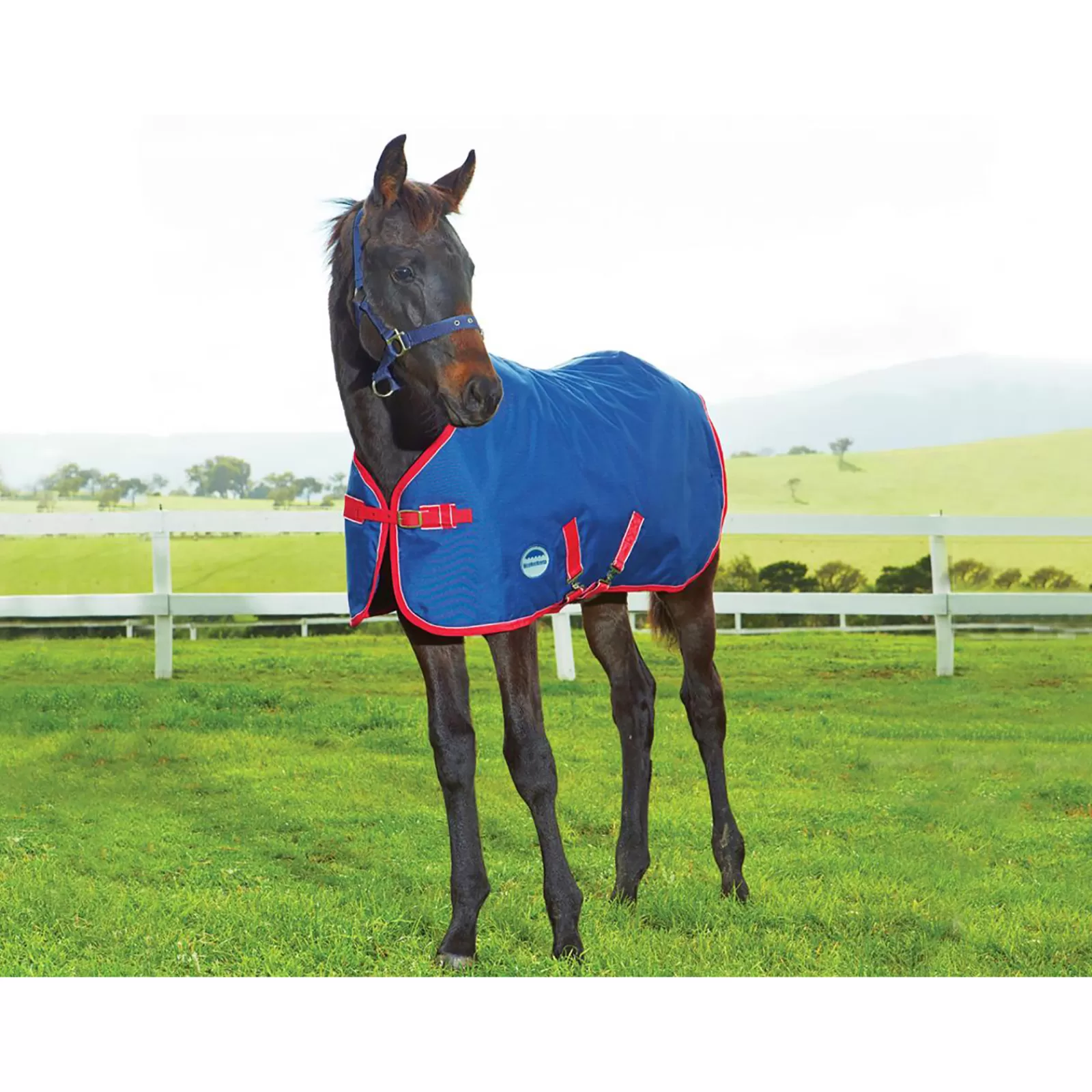 weatherbeeta Original Foal Rug, 220G> Medium & Heavyweight Turnout Rugs